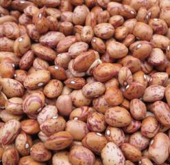 Borlotti Beans Dry (Canada) 5kg Image
